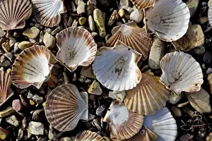 Scallop Prints: Scallops - Brittany - France