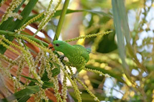 Images Dated 29th October 2012: Scaly-breasted Lorikeet