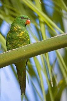 Scaly-breasted Lorikeet - adult sitting on a palm tree looking out