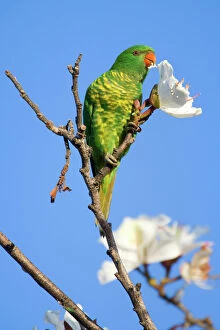 Food In Mouth Gallery: Scaly-breasted Lorikeet - adult sitting on the very top of a tree feeding on a white tree blossom