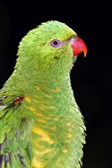 Scaly-breasted lorikeet (Trichoglossus chlorolepidotus) Port Douglas, Queensland, Australia Captive specimen