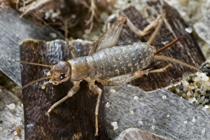 Images Dated 2nd September 2009: Scaly Cricket on beached sea grass (Posidonia)