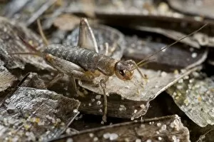 Images Dated 2nd September 2009: Scaly Cricket on beached sea grass (Posidonia)