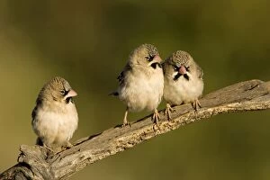 Scaly-Feathered Finches - Perched on a branch above a water source