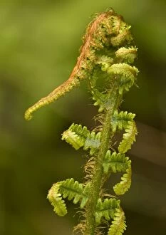 Scaly male fern, unfolding frond