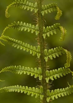 Images Dated 15th May 2005: Scaly male fern, unfolding frond (= D. pseudo)