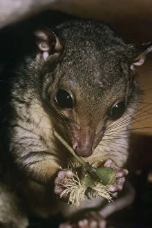 Images Dated 14th August 2009: Scaly-tailed possum - feeding
