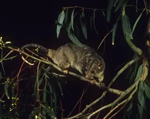 Possums Prints: Scaly-tailed Possum - Kimberleys Western Australia