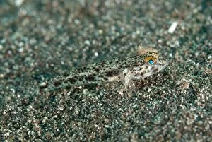 Images Dated 16th June 2013: Scalyhead Sandgoby