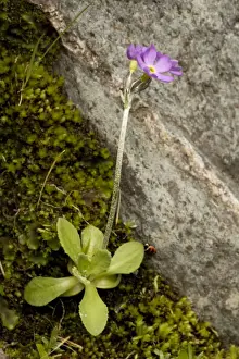 Primrose Prints: Scandinavian primrose (Primula scandinavica), Norway