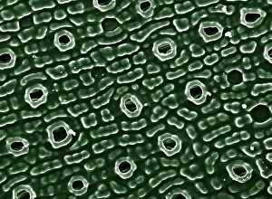 Images Dated 11th January 2017: Scanning Electron Micrograph (SEM): Stomata of Yew Leaf