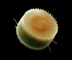 Microscopic Gallery: Scanning Electron Micrograph (SEM): Freshwater Diatom