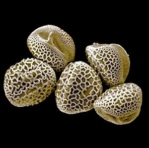 Images Dated 11th January 2017: Scanning Electron micrograph (SEM): Lily Pollen grains