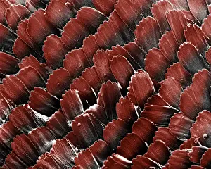 Scanning Electron Micrograph (SEM): Red Admiral Butterfly's Wing Scales; Magnification x 450 (A4 size: 29. 7 cm width)