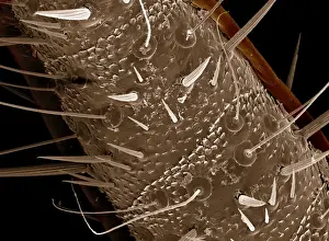 Scanning Electron Micrograph (SEM): American Cockroach - cercus ventral surface; Magnification x 900 (A4 size: 29. 7 cm width)