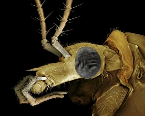 Images Dated 30th April 2009: Scanning Electron Micrograph (SEM): Crane Fly or ‘Daddy-Long-Legs'; Magnification x 75 (A4 size)