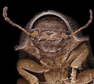 Images Dated 30th April 2009: Scanning Electron Micrograph (SEM): Deathwatch Beetle ; Magnification x 75 (A4 size: 29.7 cm width)