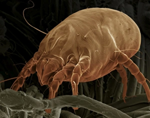 Images Dated 30th April 2009: Scanning Electron Micrograph (SEM) Dust Mite; Magnification x 700 (A4 size: 29.7 cm width)