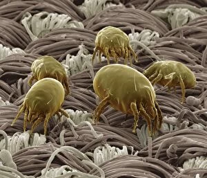 Images Dated 30th April 2009: Scanning Electron Micrograph (SEM): Dust Mite ; Magnification x 300 (A4 size: 29.7 cm width)
