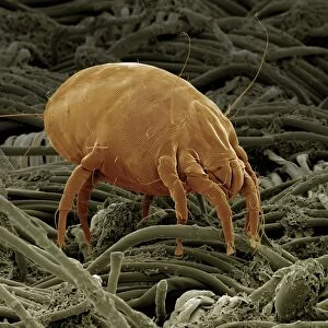Images Dated 30th April 2009: Scanning Electron Micrograph (SEM): Dust Mite; Magnification x 600 (A4 size: 29.7 cm width)