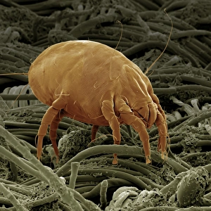 Images Dated 30th April 2009: Scanning Electron Micrograph (SEM): Dust Mite; Magnification x 600 (A4 size: 29.7 cm width)