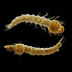 Images Dated 30th April 2009: Scanning Electron Micrograph (SEM): Mosquito larvae. ; Magnification x 40 (A4 size: 29.7 cm width)