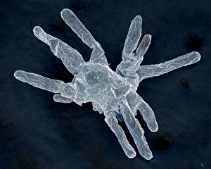 Images Dated 30th April 2009: Scanning Electron Micrograph (SEM): Amoeba; Magnification x 850 (A4 size: 29.7 cm width)