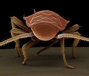 Images Dated 30th April 2009: Scanning Electron Micrograph (SEM): American Cockroach; Magnification x 40 (A4 size: 29.7 cm width)