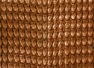 Scanning Electron Micrograph (SEM): Radula (feeding organ) of a Garden Snail - Magnification x 500 (if printed A4, 29. 7 cm wide)