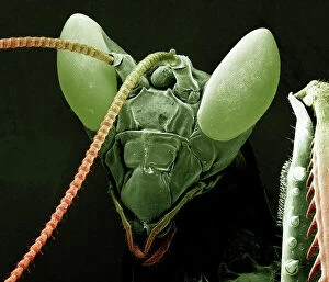Biology Gallery: Scanning Electron Micrograph (SEM): Praying Mantis