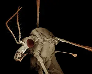 Scanning Electron Micrograph (SEM): Crane Fly / ‘Daddy-Long-Legs - Magnification x 30 (if print A4 size: 29. 7 cm wide)