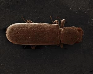 Biology Gallery: Scanning Electron Micrograph (SEM): Powderpost Beetle