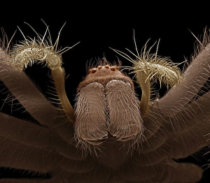 Images Dated 30th April 2009: Scanning Electron Micrograph (SEM): Common House Spider - female