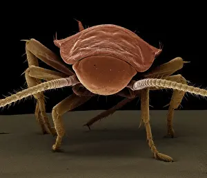 Scanning Electron Micrograph (SEM): American Cockroach; Magnification x 40 (A4 size: 29. 7 cm width)