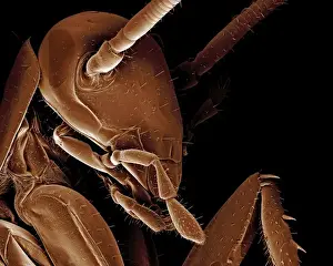 Scanning Electron Micrograph (SEM): American Cockroach; Magnification x 95 (A4 size: 29. 7 cm width)