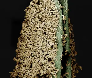 Scanning Electron Micrograph (SEM): anther of a lily with pollen, Magnification x 120 (A4 size: 29. 7 cm width)