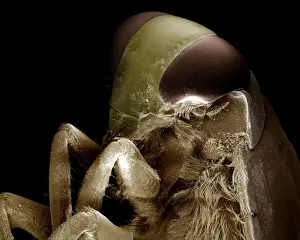 Scanning Electron Micrograph (SEM): Backswimmer ; Magnification x 50 (A4 size: 29. 7 cm width)