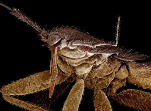 Scanning Electron Micrograph (SEM): Bedbug; Magnification x 120 (A4 size: 29. 7 cm width)
