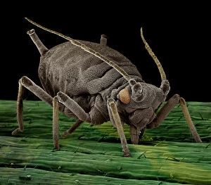 Images Dated 30th April 2009: Scanning Electron Micrograph (SEM): Black Aphid, Aphis sp.; Magnification x 100 (A4 size)