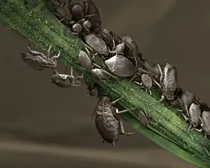 Scanning Electron Micrograph (SEM): Black Aphid. ; Magnification x 40 (A4 size: 29. 7 cm width)