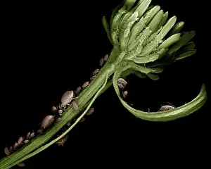 Scanning Electron Micrograph (SEM): Black Aphid ; Magnification x 12 (A4 size: 29. 7 cm width)