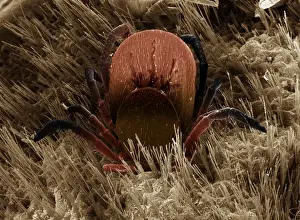 Scanning Electron Micrograph (SEM): Black-legged or Deer Tick, Magnification x 50 (A4 size: 29. 7 cm width)