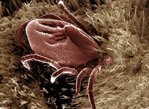 Scanning Electron Micrograph (SEM): Black-legged / Deer Tick - Magnification x 50 (if print A4 size: 29. 7 cm wide)
