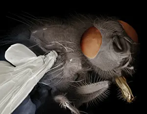 Scanning Electron Micrograph (SEM): Bluebottle Fly - Magnification x 30 (if print A4 size: 29. 7 cm wide)