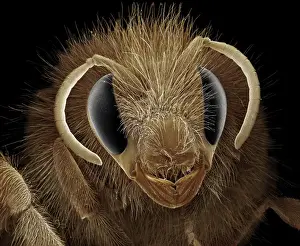 Scanning Electron Micrograph (SEM): Bumblebee; Magnification x 40 (A4 size: 29. 7 cm width)