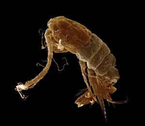 Plankton Prints: Scanning Electron Micrograph (SEM): Calanus sp