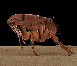 Scanning Electron Micrograph (SEM): Cat Flea; Magnification x 90 (A4 size: 29. 7 cm width)