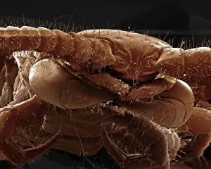 Scanning Electron Micrograph (SEM): Common Centipede - Magnification x 50 (A4 size: 29. 7 cm width)