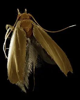 Scanning Electron Micrograph (SEM): Common Clothes Moth - Magnification x 35 (if print A4 size: 29. 7 cm wide)