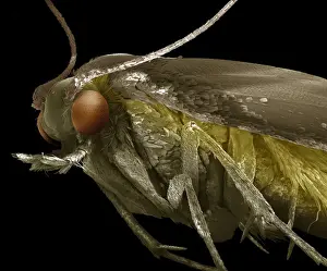 Scanning Electron Micrograph (SEM): Common Clothes Moth; Magnification x 75 (A4 size: 29. 7 cm width)